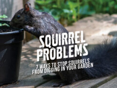 Squirrel digging through garden.