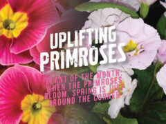 the blooming of primroses signifies the start of spring