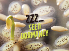 Dormant seeds still have potential