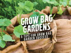 Growing in fabric pots