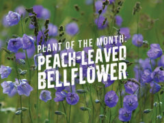 The peach-leaved bellflower