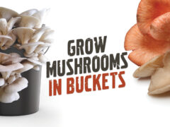 Grow Mushrooms in buckets