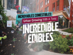 growing in urban areas