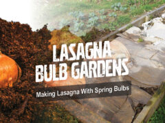 How to make a bulb lasagna garden?