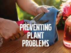 integrated pest management