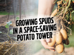 Potato towers are great safe saving urban garden options.