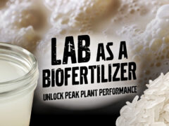 LAB as Biofertilizer.