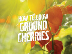 How to grow ground cherries