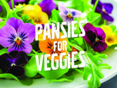Pansies work in the veggie patch! Here's how.