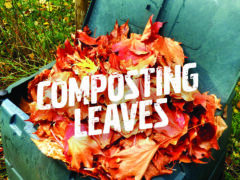 How to compost leaves for fall.