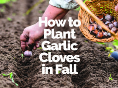 How to plant garlic cloves in fall.