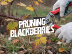 pruning blackberries