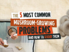 Mushroom-Growing Problems