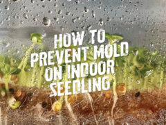 How To Prevent Mold on Indoor Seedlings