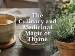 The Culinary and Medicinal Magic of Thyme
