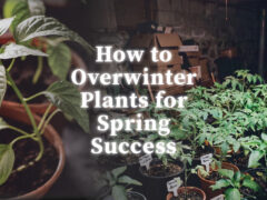 overwintering for spring