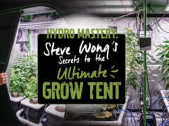 Steve Wong's Secrets to the Ultimate Grow Tent