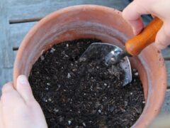 Sterilizing Potting Soil: Is It Necessary?