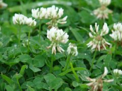 Edible Weeds: White Clover