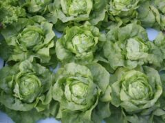 Naturally Grown Certification Now Available for Aquaponic Farms