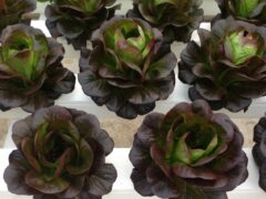 Salanova: Best Lettuces to Grow