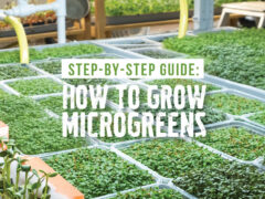 A field of microgreens is seen with the copy "How to Grow Microgreens" superimposed on the image