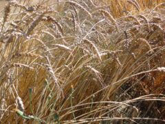 Red Fife: Grow Your Own Wheat