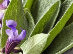How to Grow Sage in Any Location