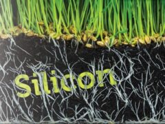 What is Silicon? An Important Gardener's Tool