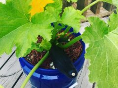 self watering planter
